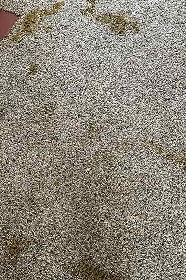 Carpet Cleaning in Norfolk VA 4th section Carpet Cleaning in Norfolk VA 4th section