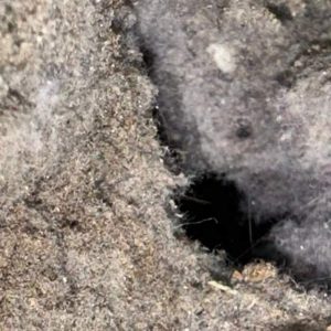 Dryer Vent Cleaning in Virginia Beach 9th section